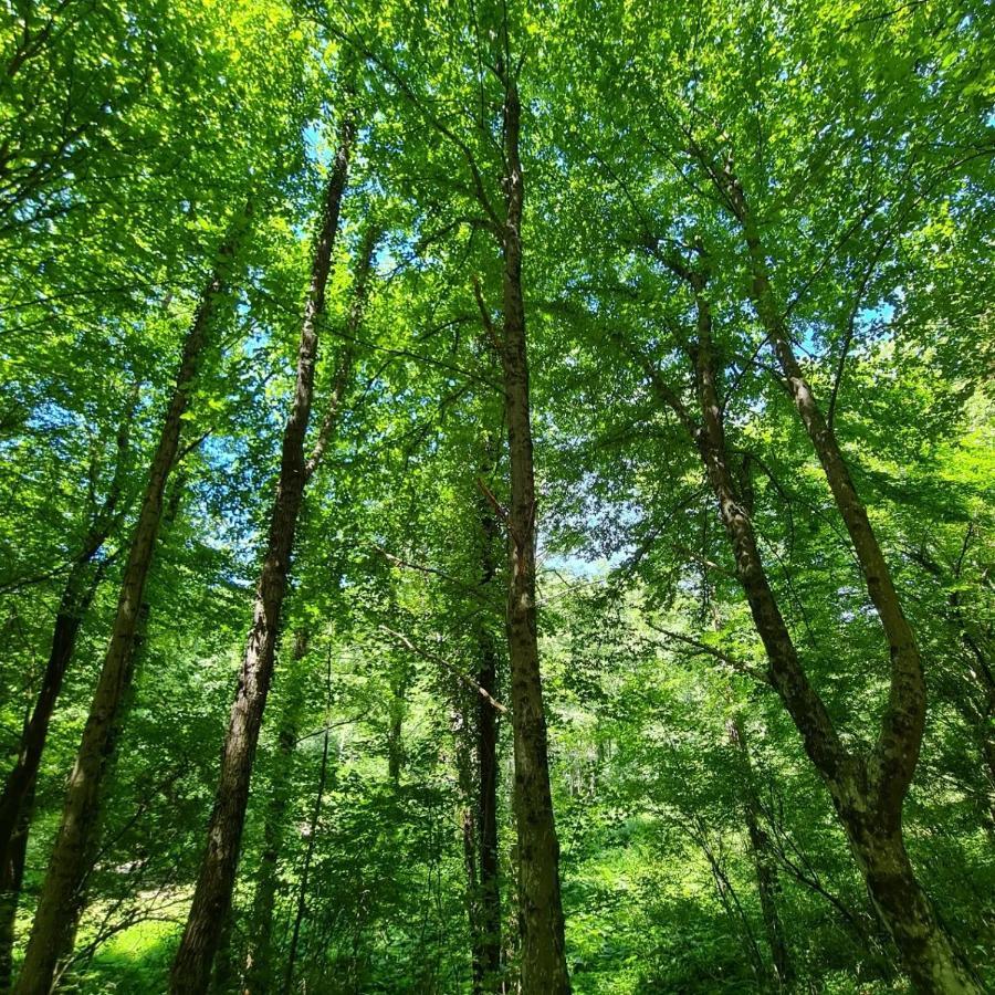 Green House Rijeka Zewnętrze zdjęcie